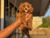 Petmode köpek çiftliğinde ziyarete açık kore maltipoo
