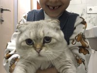 1 yaş scottish fold oğlumuz
