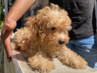 Maltipoo Yavrumuz