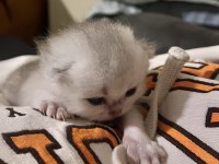 Safkan Silver Erkek British Shorthair