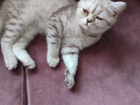 Dişi bi color scottish fold ve dişi British Shortair