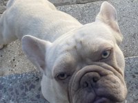 Erkek french bulldog lilac tan platinyum