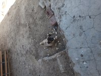 Safkan kangal köpeğimiz