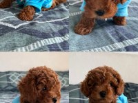 3 Aylık Poodle Oğlum En Fazla 3 Kg Olacak