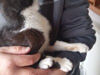 Evde baktığım çok cana yakın bir kedim