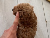 Teslime Hazır Micro Yavrularım