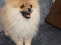 5 aylık aşıları tam pomeranian