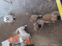 İmperial pekinez yavruları