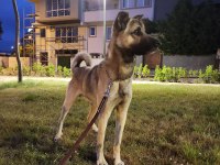 4 yaşında melez karakteri uysal uyumlu bir köpeğimiz