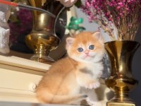 Manken gibi Golden British Shorthair 