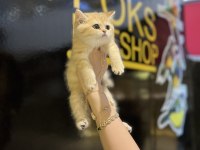 BRİTİSH SHORTHAİR GOLDEN KEDİMİZ