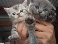British shorthair yavrular