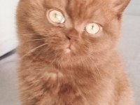 Cinnemon safkan british shorthair