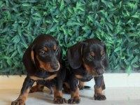 Dachshund mikro sosis yavrular özel renkler