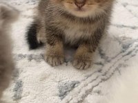 GOLDEN TABBY SCOTTİSH FOLD GÜZELLİK