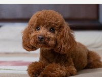 40 günlük poodle yavrumuz sahiplendirmek istiyorum