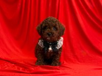 Toy Poodle Yavrularımız Ömürlük Aileleri Bekliyor