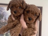 TOY POODLE BEBEKLER