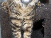 Full şecereli maine coon ünvanlı ebeveynlerden