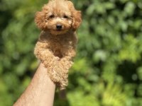 Çok Sevimli ve Oyuncu Toy Poodle Yavrumuz