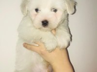 Maltese terrier bebekler 45 günlük