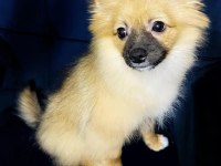 Çok uygun Fiyatlı Tuvalet Eğitimli Pomeranian Spitz