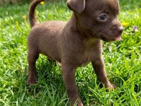 Chihuahua Şivava Bebekler