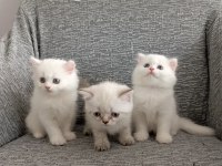 Kendi Kedimizin Yavruları Sahiplendirilecektir