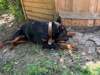 1 yaş erkek doberman