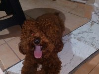 KOREKAN POODLE KOYU RENK ERKEK