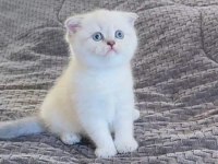 Scottish Fold Kedilerimiz