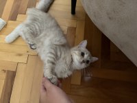 3.5 aylık british shorthair erkek