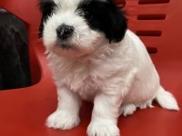 Özel Renk Safkan Morkie Yavrularımız Hazır