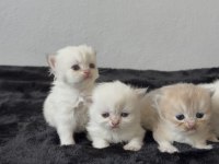 A kalite british longhair bebekler