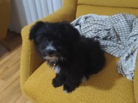 Süs köpeği