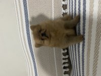 POMERANİAN TEACUP 2.5 AYLIK ERKEK