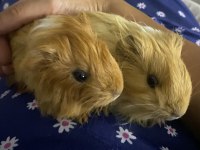 Ginepig sheltie