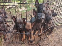 Kara kafa malinois bebekler