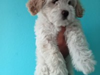 Güzel sevimli maltipoo