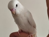 Yeni yeme düşen albino yavru muhabbet kuşu