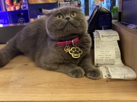 British shorthair
