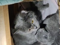 Scottish Fold 2 aylık