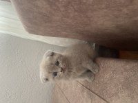 Scottish Fold Yavrumuz