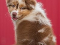 Çok iyi border collie yavruları istanbul