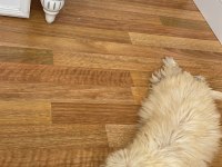 Yavru maltipoo poodle