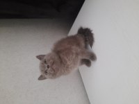 3 british shorthair yavrumuz yeni yuvasına gitmeye hazır