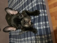 5 aylık dişi french bulldog