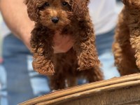 Petmode köpek çiftliğinde ziyarete açık toy poodle
