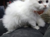 BRİTİSH LONGHAİR ERKEK BEYAZ YAVRU