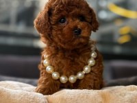 RED BROWN KORE TOY POODLE YAVRULAR